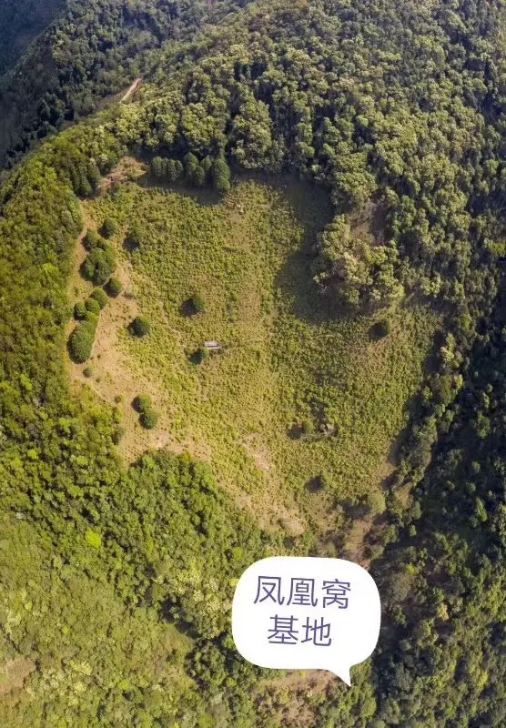 2024年墨江鳳凰窩古樹(shù)春茶口感如何？