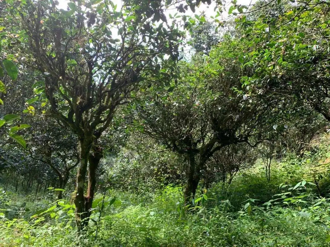 2024年墨江鳳凰窩古樹(shù)春茶品質(zhì)怎么樣？