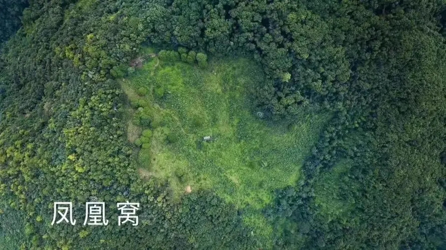 2024年墨江鳳凰窩古樹春茶多少錢一公斤？