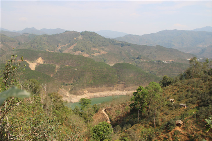 2024年昔歸古樹春茶口感是什么？