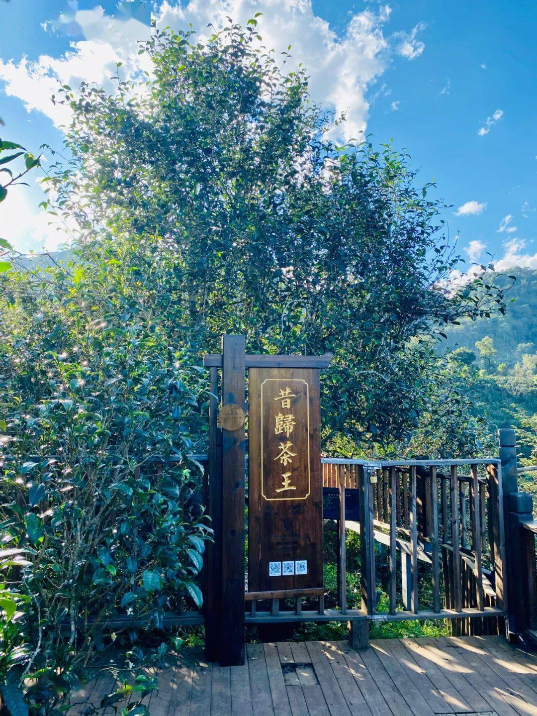 2024年昔歸古樹春茶品質(zhì)如何？