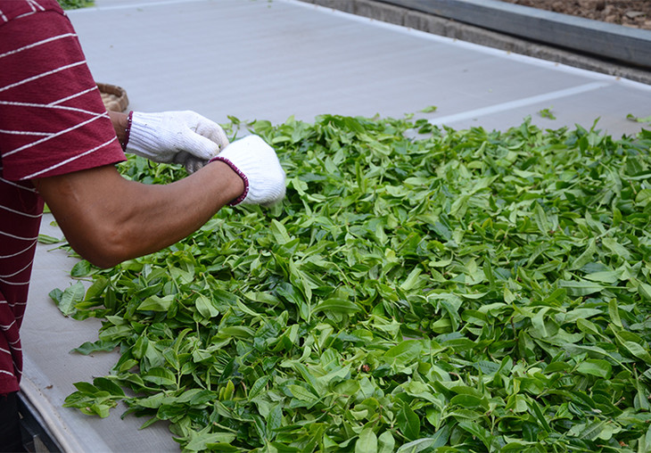 2024年磨烈古樹春茶特點(diǎn)是什么？