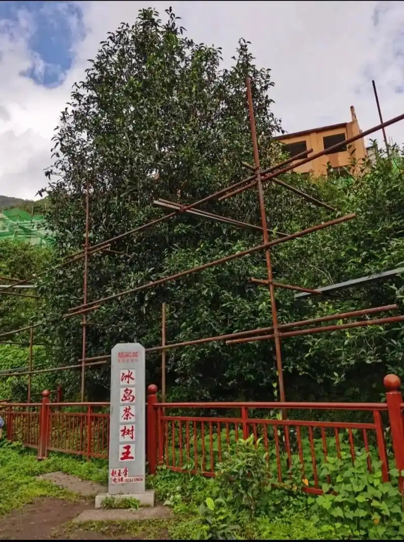 冰島老寨詳細介紹口感！