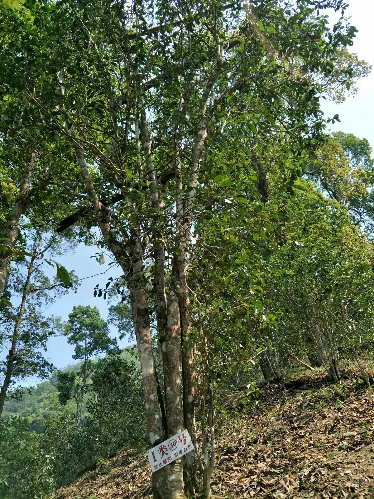 野境王者、普洱巔峰！薄荷塘成為普洱無冕之王的十大原因