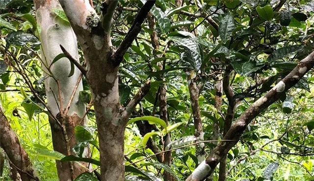 2025年易武古樹春茶品質(zhì)怎么樣？