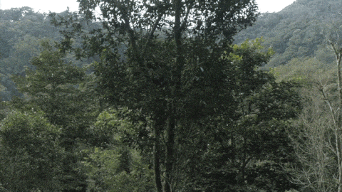 2025年易武古樹春茶價格是多少？