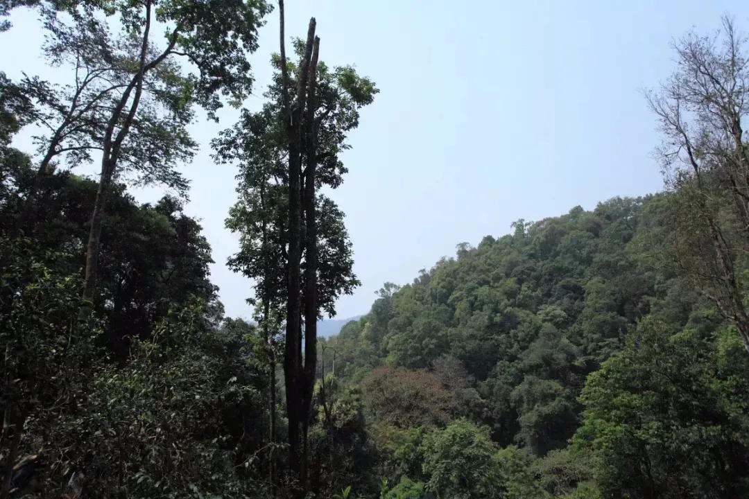 2025年易武古樹春茶多少錢一公斤？