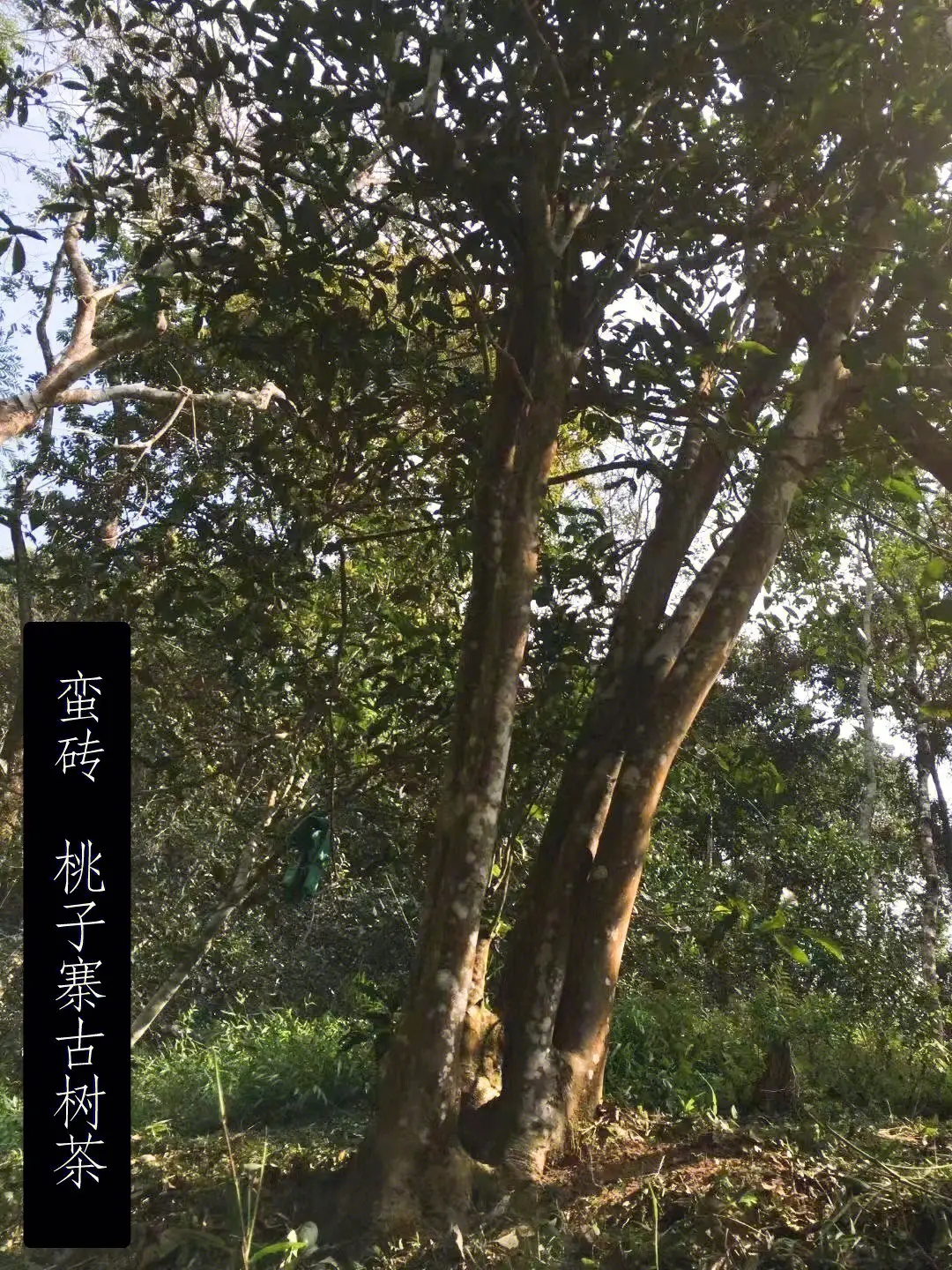 2025年蠻磚古樹春茶口感怎么樣？