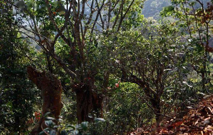 先有莽枝牛滾塘，之后才有普洱府