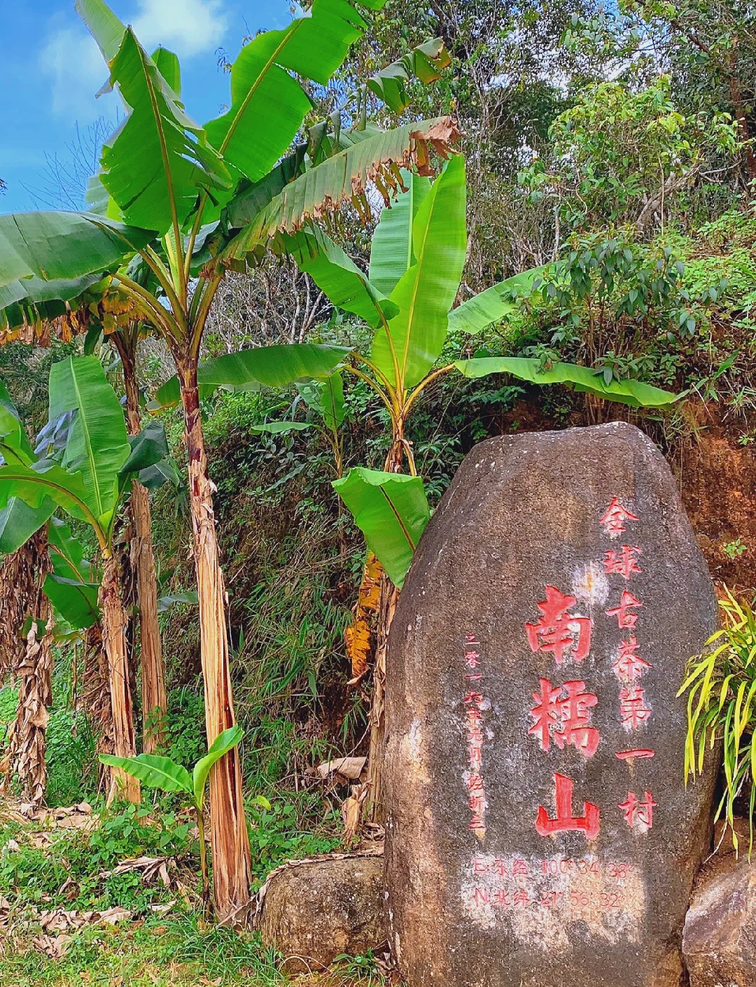 茶山云夢：探秘南糯山的詩意之旅